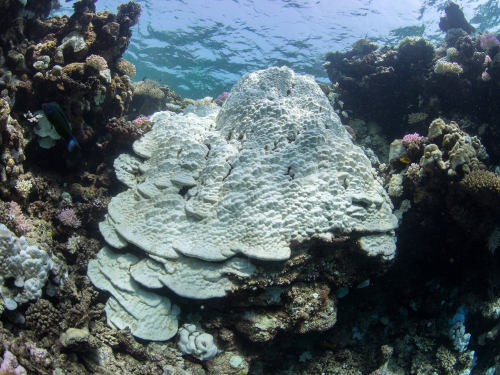 The coral tissue becomes sparkling white if the algal symbionts are expelled.